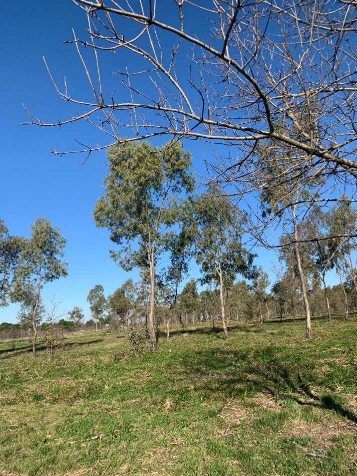 Lotes en Barrio Cerrado Village Park - Marcos Paz