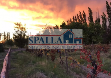 VENTA FINCA 29 HECTAREAS EN SAN RAFAEL MENDOZA - OPORTUNIDAD